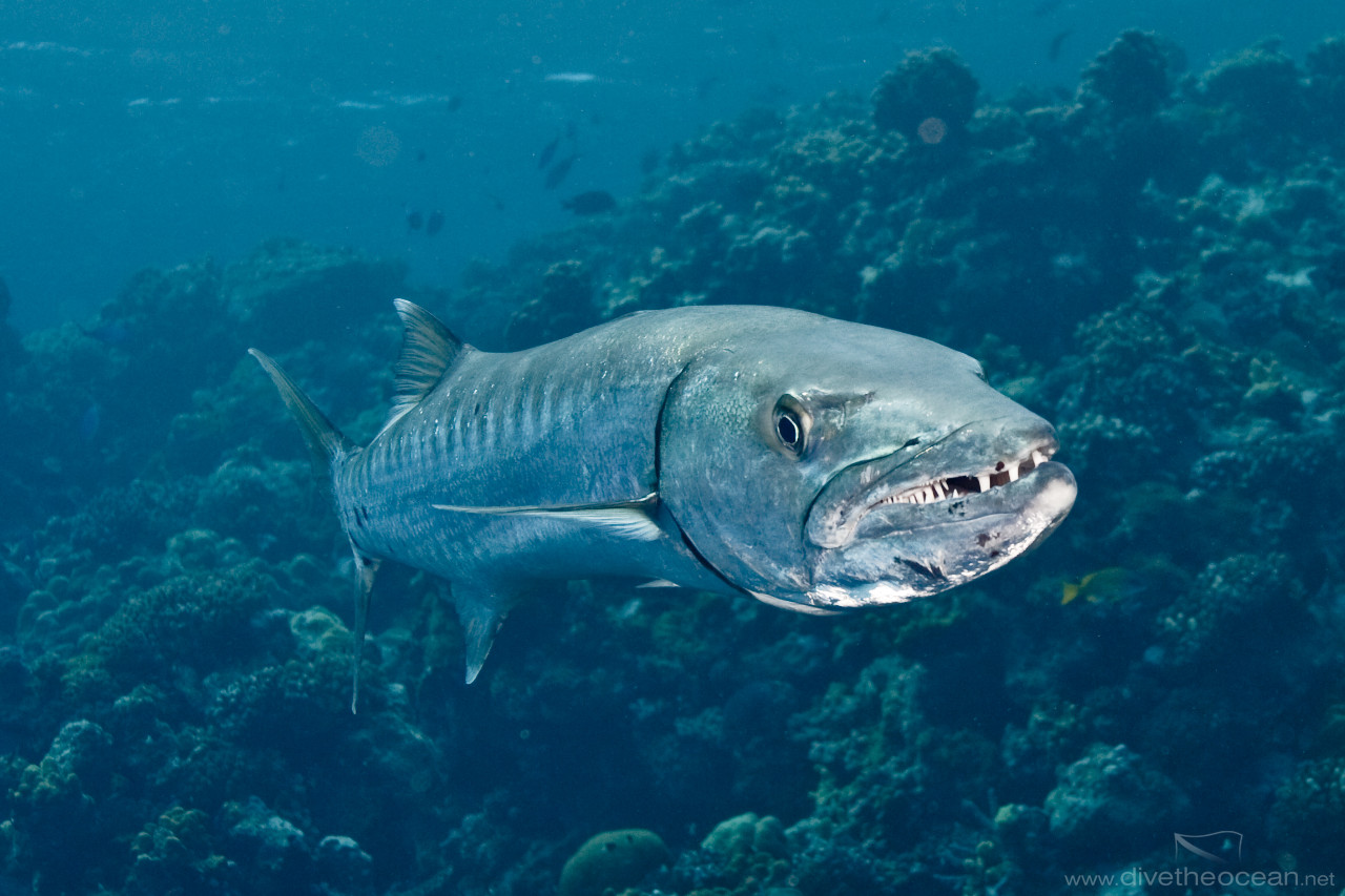Барракуда рыба в Красном море