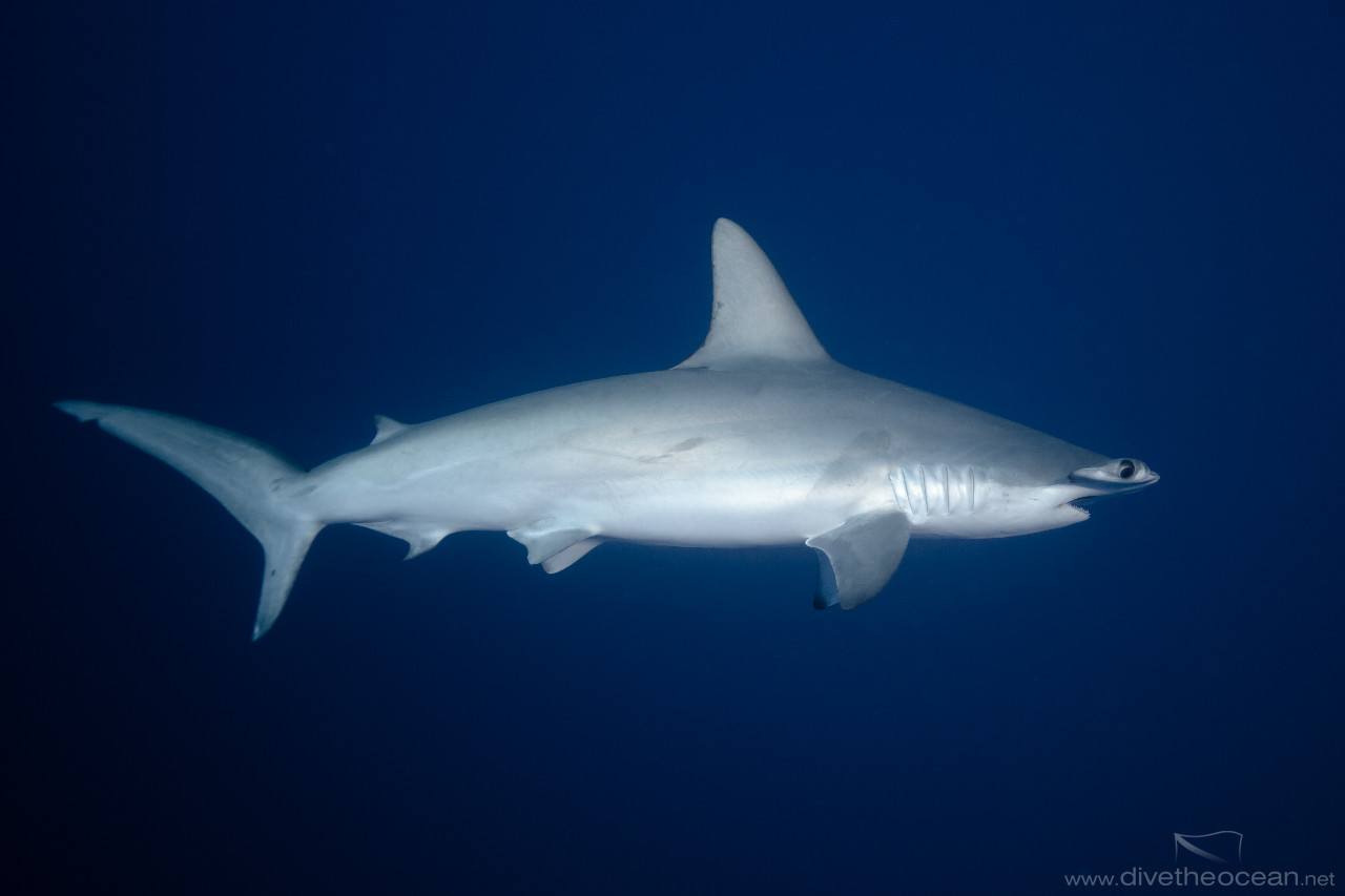 Hmmerhead Shark