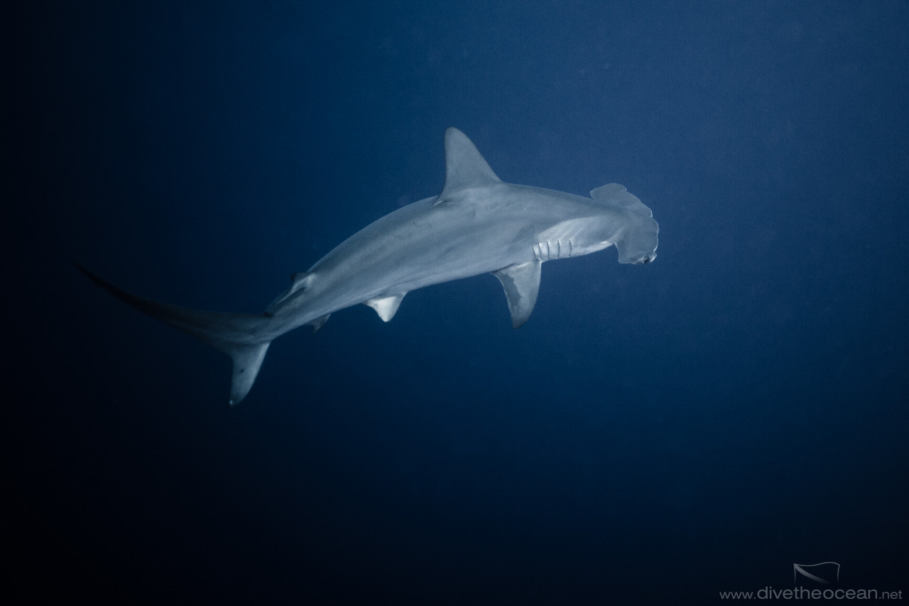 Hammerhead Shark (Sphyrna lewini)