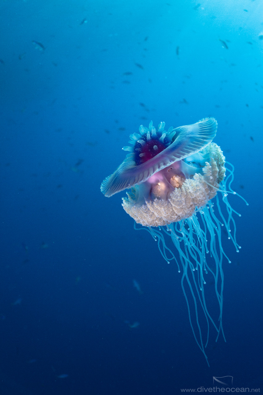 Cauliflower jellyfish (Cephea cephea)