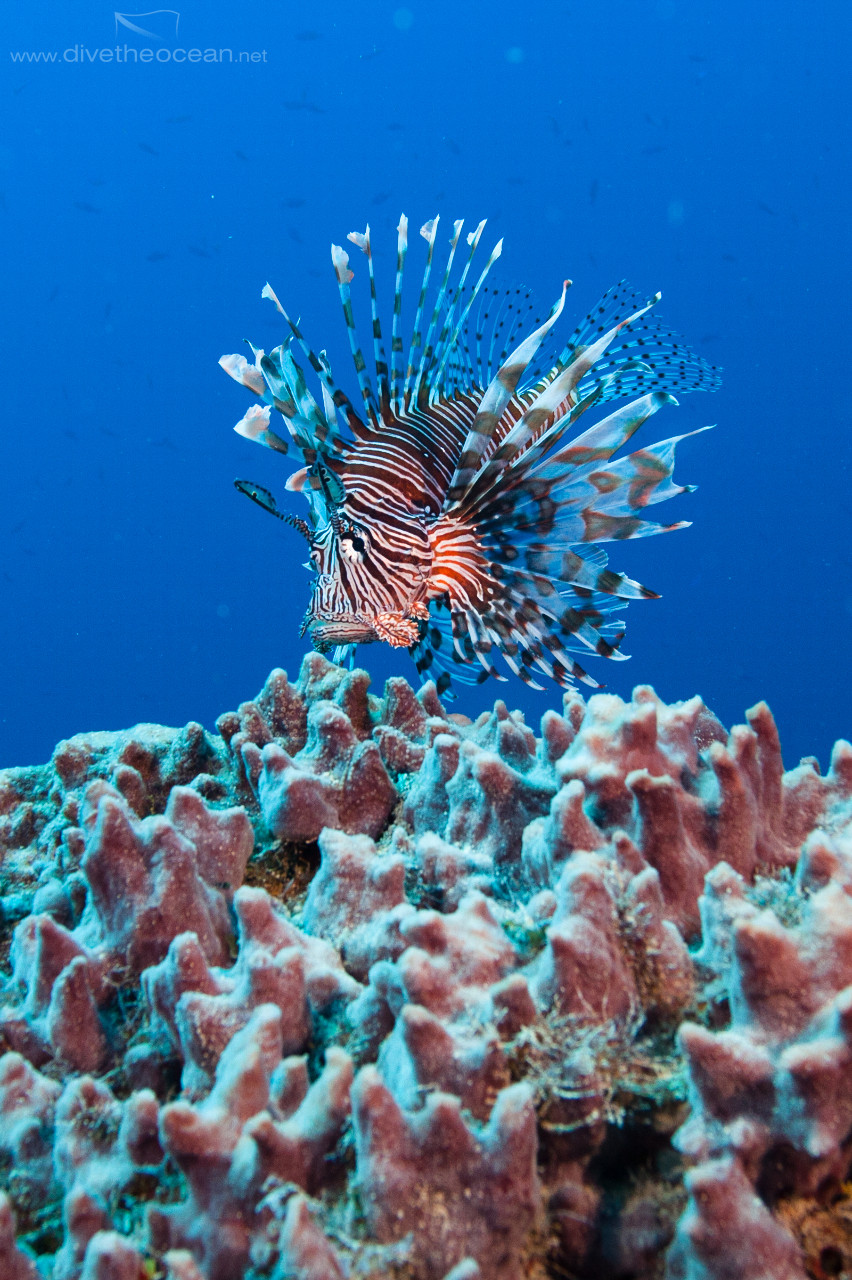 Russel's lionfish (Pterois russelli)
