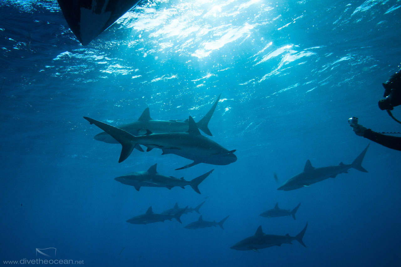 Caribbean Sharks (Carcharhinus perezii) under the boat