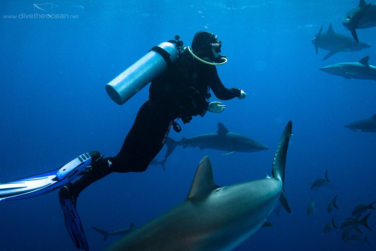 Diving with Caribbeann Sharks