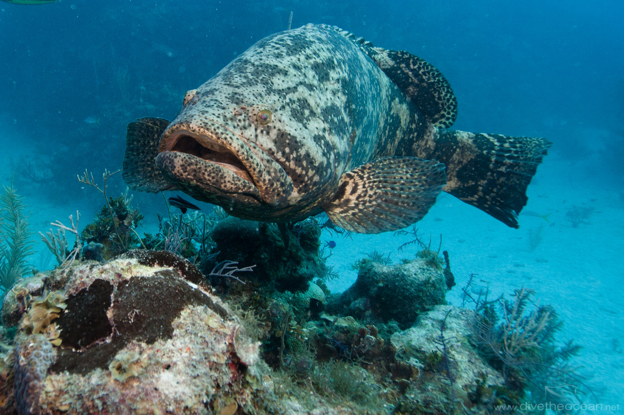 Malabar grouper (Epinephelus malabaricus)