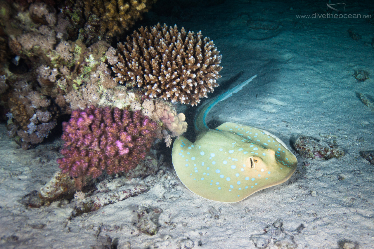 Bluespotted Stingray on night dive