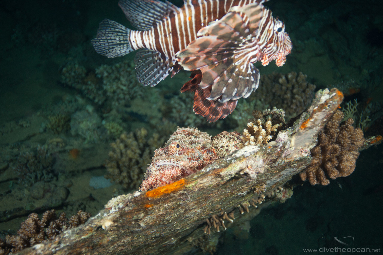 Flathead scorpionfish (Scorpaenopsis oxycephala) & Lionfish