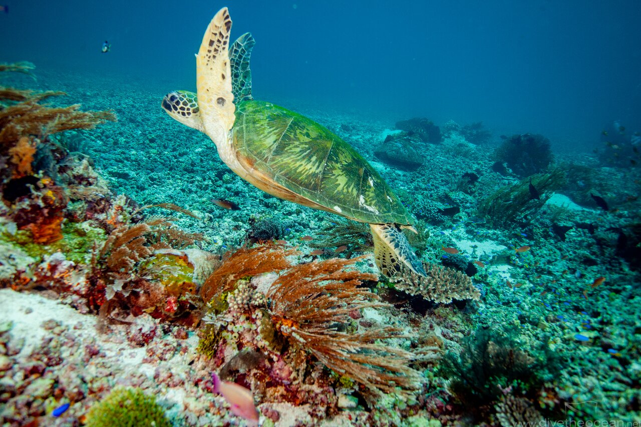 Green Sea Turtle in Komodo National Park Indonesia