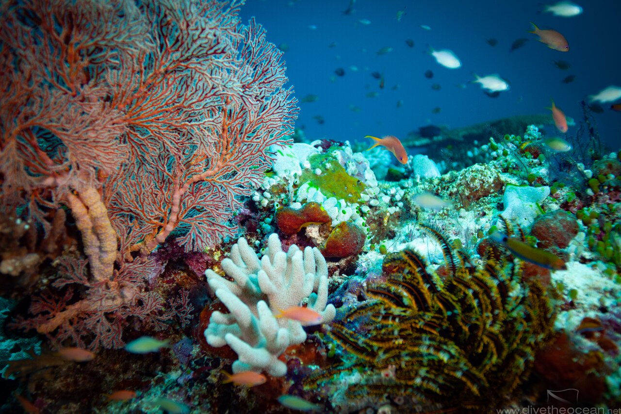 Coral set - Nusa Penida