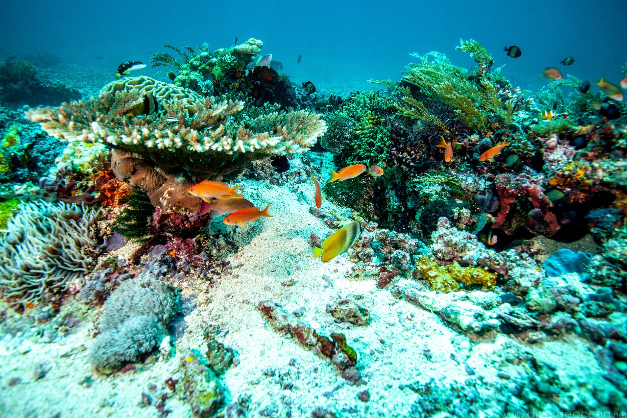 Komodo National Park Corals
