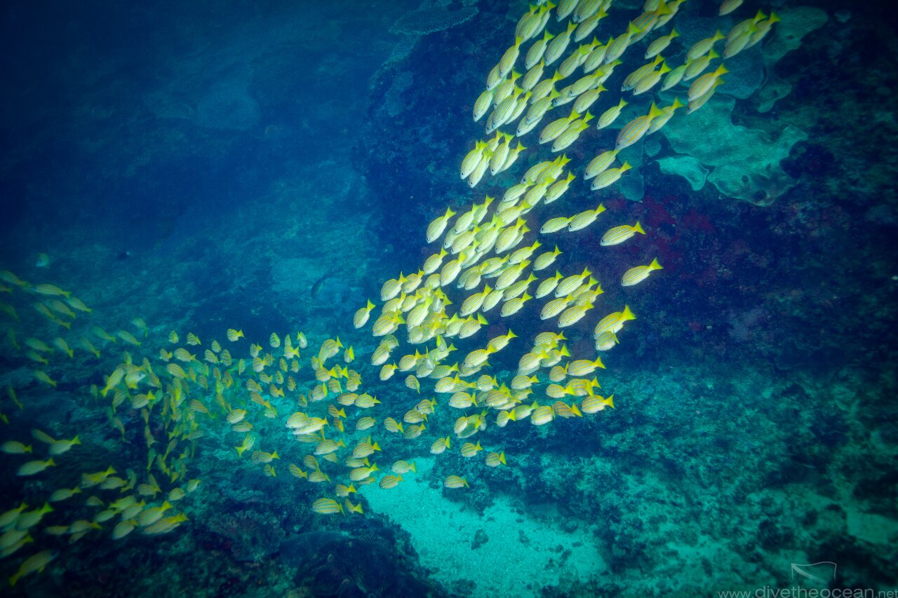 School of Yellow Striped Fish