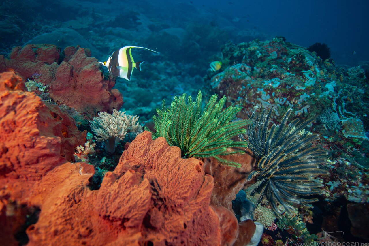Komodo coral